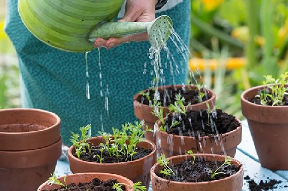 Person gießt Setzlinge mit Gießkanne